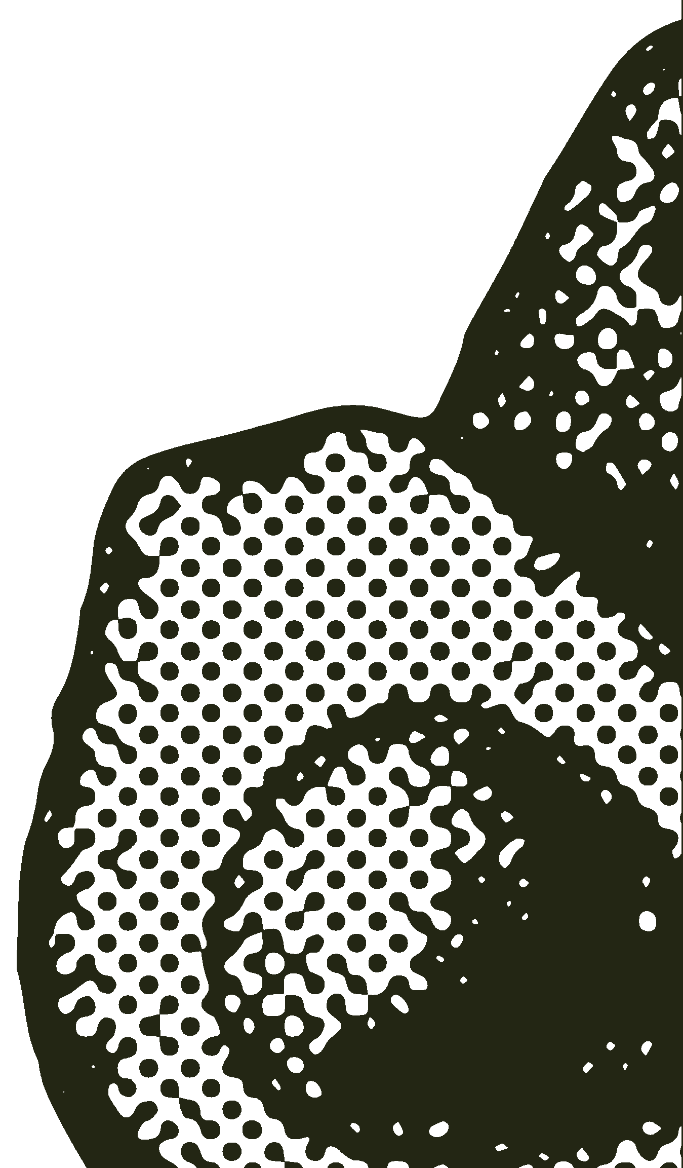 Avocado Image
