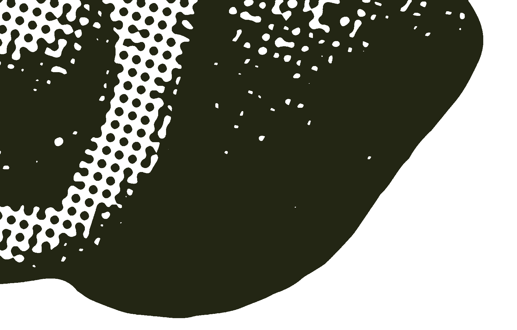 Avocado Image